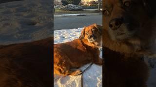 Shaneandthepets is everything at once. #cat #dog
