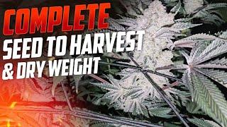 Complete Seed to Harvest Guide to Growing Weed For Beginners, Spiderfarmer SE-7000