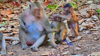 Poor little baby monkey cry loudly request milk mom again &again