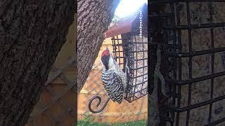 #woodpeckers on Sunday