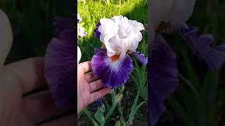 Iris Gypsy lord ( Джипси лорд )