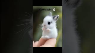 funny cute rabbit #shorts #viral #RabbitFairy