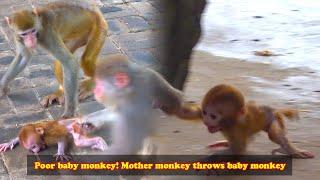 Poor baby monkey was thrown into the sky by mother monkey, crying baby monkey is so pitiful