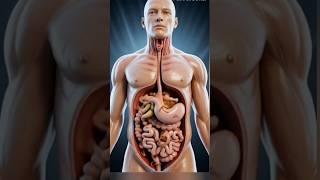3D Visualization of Human Gut Anatomy and Parasitic Worms in Motion