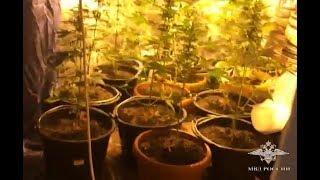В Челябинской области полицейскими изъято около 10 килограммов марихуаны