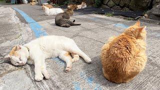 Japan's Cat Island!! Healed by 100 wild cats and rich nature