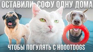 ОСТАВИЛИ СОФУ ОДНУ ДОМА! ГУЛЯЕМ С СОБАКАМИ HOOOTDOGS 