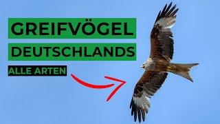 Greifvögel Deutschlands sicher bestimmen