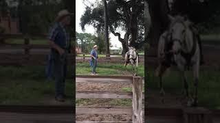 Missouri Foxtrotter Mare Lunging