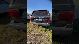 Лев этот тигр