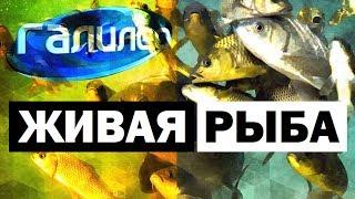 Галилео. Живая рыба  Fish