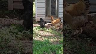 Little Silkie rooster tries to impress the hens