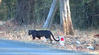 Rare Indian Black Leopard sighted at Tadoba, Filmed by Nandita