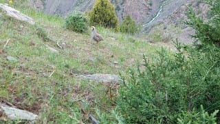 Модкабк Шикор Keklik avi tuzakla Охота  куропатка Partridge hunting Kabk shikar شکار کبک Chukar avi