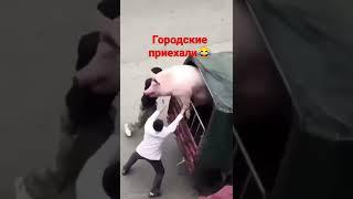 когда городские первый раз Приехали в деревню#деревня #свинья