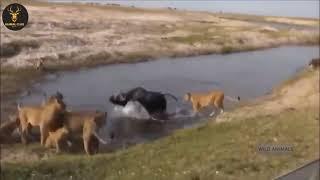 Heart-Pounding Hunt: Lion Takes Down Zebra in Dramatic Wildlife Encounter" @emmrob1#wildlife #anima