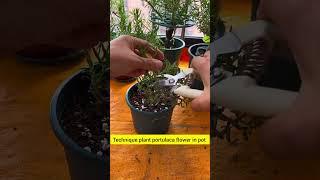technique planting portulaca flower in pot #garden #gardenflower #handmadeplanter #heronsbonsai