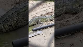 Ghariyal Breeding Centre #shorts #ghariyal #crocodile #wildlife #natgeowild #natgeo