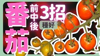 怎麼種番茄？注意「前中後」3個重點！ | How to grow Tomato |《葛斯怎麼種》37