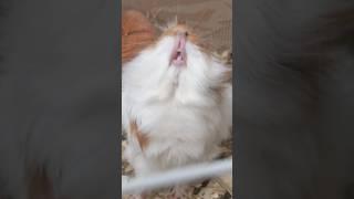 Guinea Pigs Love Cookies