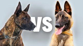 Dutch Shepherd Vs Belgian Malinois - Compare and Contrast