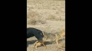 Dog successful mating with Fox