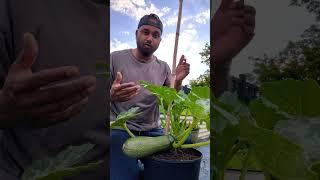Grow A Better Home Garden With GREENTGARDEN 100% Free ! #greentgarden #gardening #subscribe
