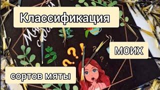 Классификация МОИХ сортов МЯТЫ