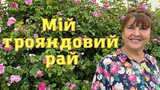 Наталя Фаліон (Лісапетний батальйон) - Мій трояндовий рай