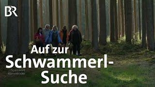 Pilz-Rezepte frisch aus dem Wald mit Paul Enghofer | Schwammerl | Zwischen Spessart & Karwendel | BR