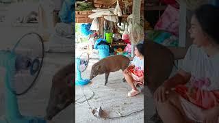 แค่บ่นให้นิดเดียวเองหมูเด้งงอล#funny #คลปตลก