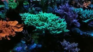 The Best Aquarium LED Lighting For Reef Aquarium