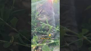 Я коли чую плітки про себе уже не засмучуюсь  #cat #shorts #memes #ytshorts