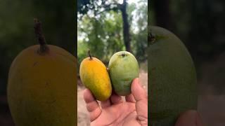 Mangoes  #nature #sunset #villagelife #peace #travel #naturelovers #youtubeshorts #birds #nature