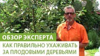 Как правильно ухаживать за плодовыми деревьями