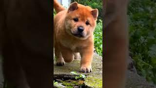 Chubby and strong cute pups #shorts #puppy #dog  #cute #pets #animals #cutedog #doglife #funny