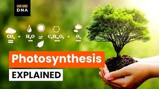 Photosynthesis Explained | Calvin Cycle