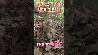 #오르고함양#황거금기종주#고라니#니가 왜 거기서나와