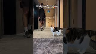 She thinks shorts is for Meowmy ️