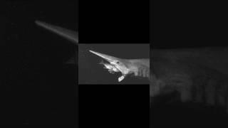 Goblin Shark Edit - Your Better Half #sharkedits #goblinshark