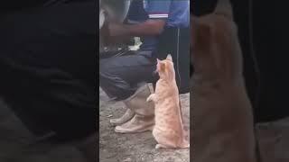 kucing minta MiMIK sapi.. #viral #berbagi #shorts #kucinglucu