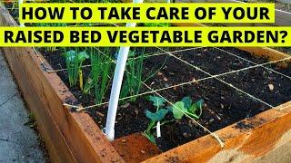 How To Take Care Of Your Raised Bed Vegetable Garden?