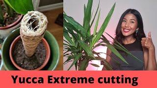 Yucca propagation extreme way | Faster growing yucca propagations by cutting the main thick stem