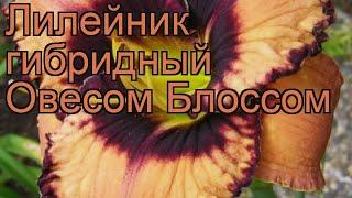 Лилейник гибридный Овесом Блоссом  обзор: как сажать, рассада лилейника Овесом Блоссом