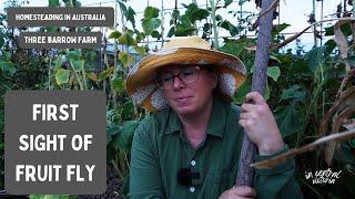 Fruit Fly - First Sight in 10 Years: Vegetable Gardening in Central Victoria, Australia