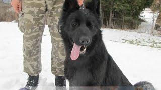 Zola | dog guard team