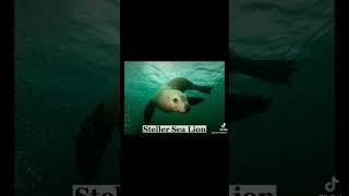 Animals That Came Back From Extinction #shorts
