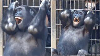 Gorilla⭐️ Gentaro plays with the zookeeper and claps his hands to rejoice.【Momotaro family】