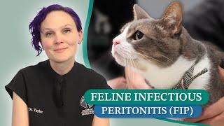 Understanding Feline Infectious Peritonitis (FIP) with Dr. Taylor | Symptoms, Diagnosis, & Treatment