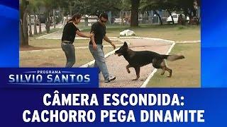 Cachorro pega dinamite | Programa Silvio Santos (12/03/17)